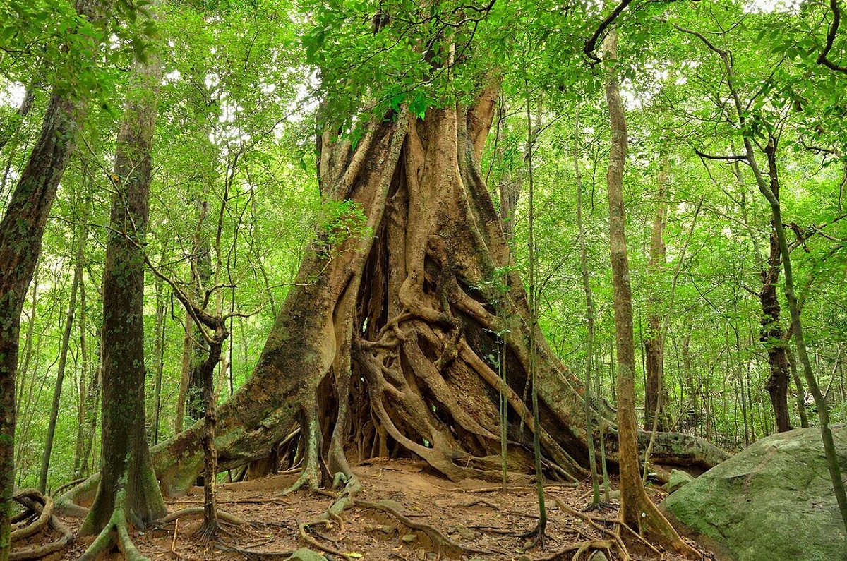 Ritigala Ridges Iconic Island Highlights in Sri Lanka