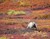 Where to travel in autumn